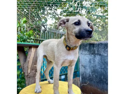 Cachorro raça SRD-ViraLata idade 2 a 6 meses nome Tommy 