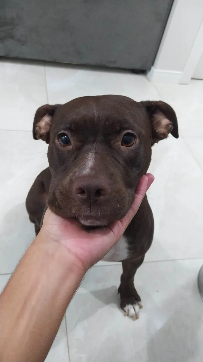 Cachorro ra a Pit-Bull idade 4 anos nome Shakira 