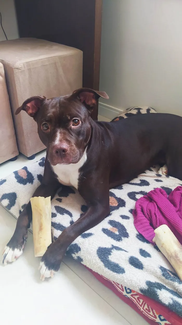 Cachorro ra a Pit-Bull idade 4 anos nome Shakira 