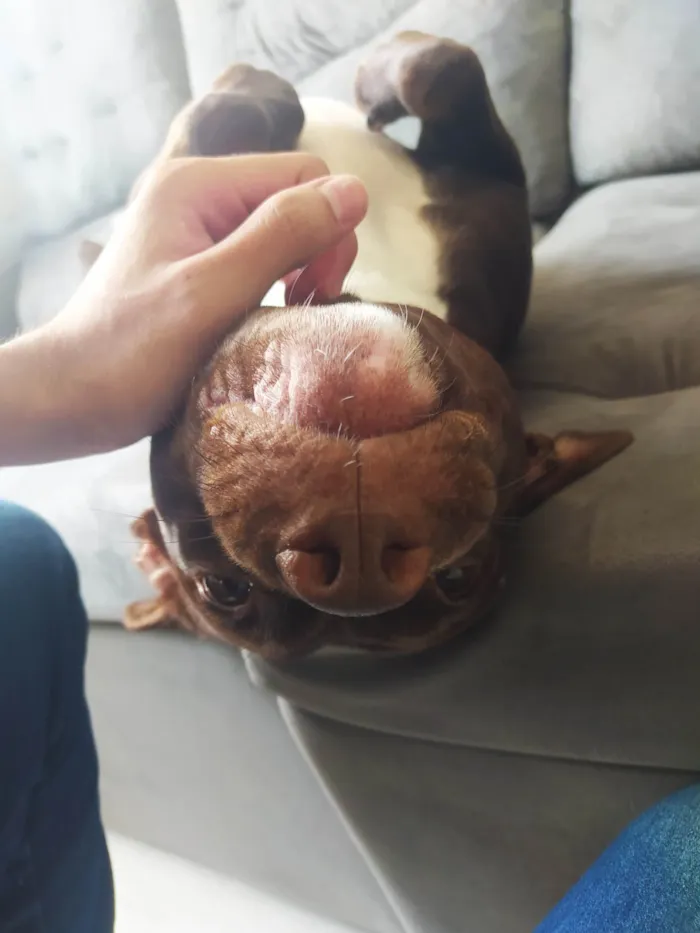 Cachorro ra a Pit-Bull idade 4 anos nome Shakira 