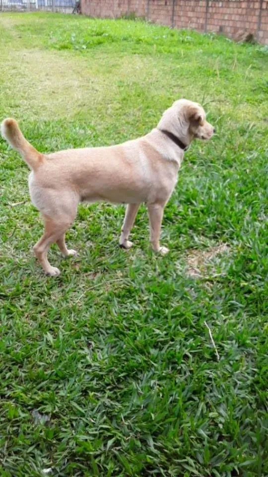 Cachorro ra a SRD-ViraLata idade 6 ou mais anos nome Leah 