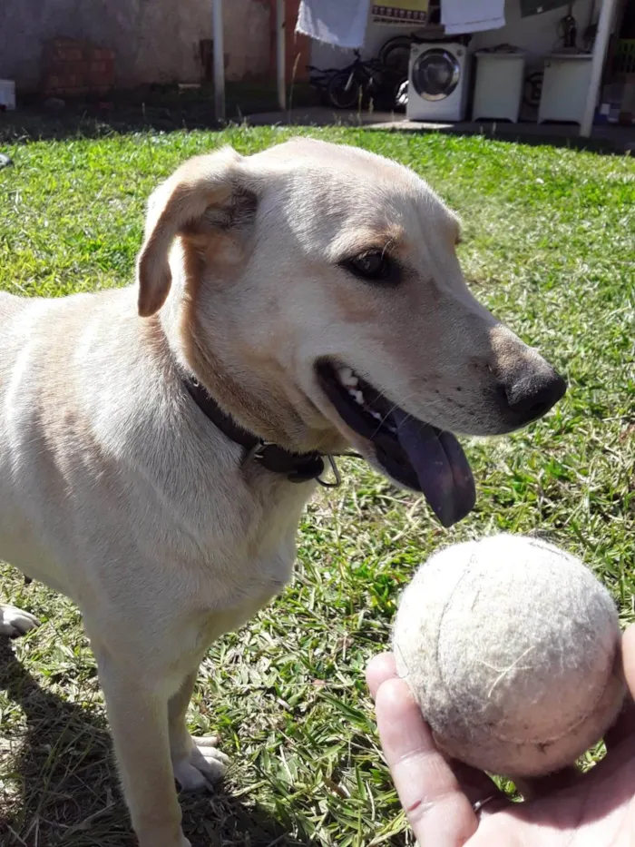 Cachorro ra a SRD-ViraLata idade 6 ou mais anos nome Leah 