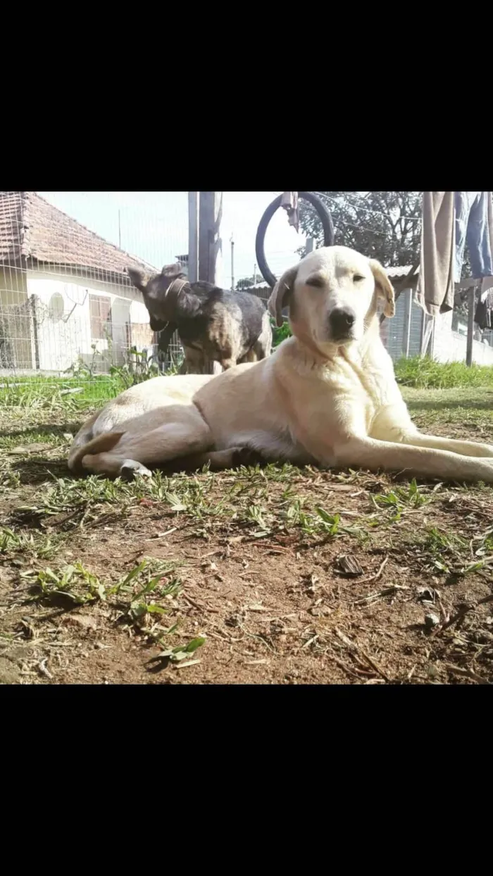 Cachorro ra a SRD-ViraLata idade 6 ou mais anos nome Leah 