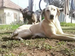 Cachorro raça SRD-ViraLata idade 6 ou mais anos nome Leah 