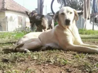 Cachorro raça SRD-ViraLata idade 6 ou mais anos nome Leah 