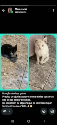 Gato ra a SRD-ViraLata idade 2 a 6 meses nome Maiara 