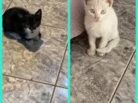 Gato ra a SRD-ViraLata idade 2 a 6 meses nome Maiara 