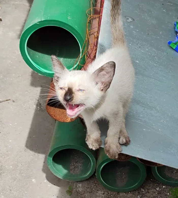 Gato ra a SRD-ViraLata idade Abaixo de 2 meses nome não tem