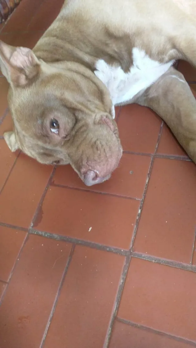 Cachorro ra a Pit-Bull idade 7 a 11 meses nome Luna 