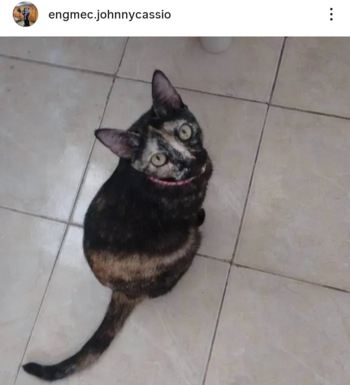 Gato ra a SRD-ViraLata idade 6 ou mais anos nome Morena