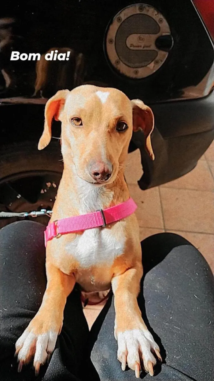 Cachorro ra a SRD-ViraLata idade 4 anos nome Magda