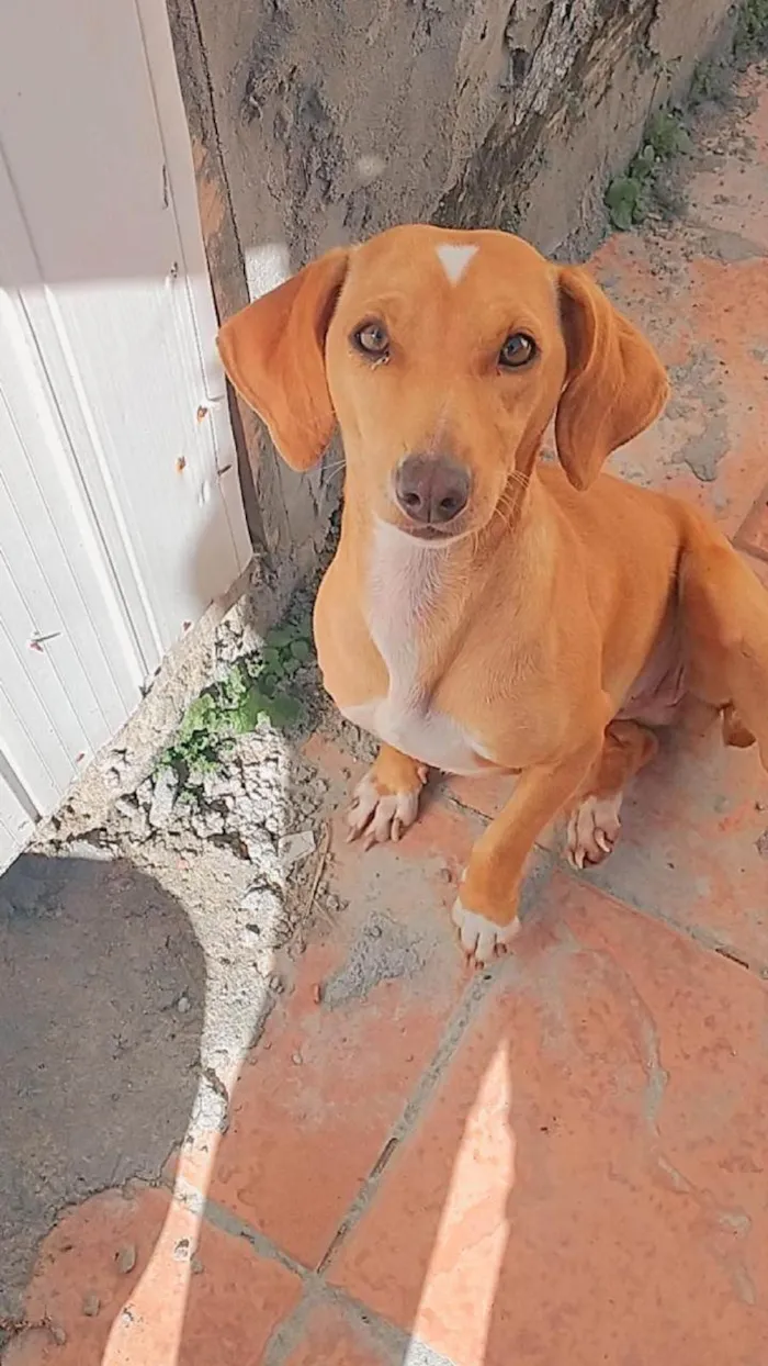 Cachorro ra a SRD-ViraLata idade 4 anos nome Magda