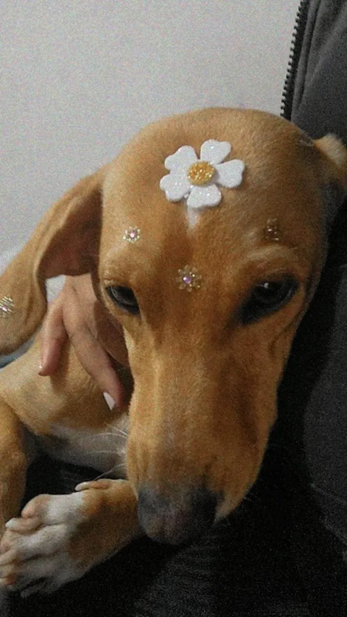 Cachorro ra a SRD-ViraLata idade 4 anos nome Magda