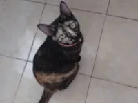 Gato ra a SRD-ViraLata idade 6 ou mais anos nome Morena