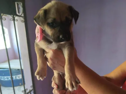 Cachorro raça SRD-ViraLata idade Abaixo de 2 meses nome Cinzinha