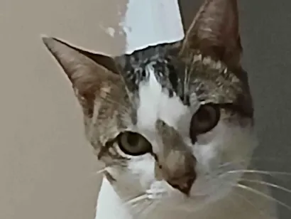 Gato ra a SRD-ViraLata idade 2 anos nome Lino