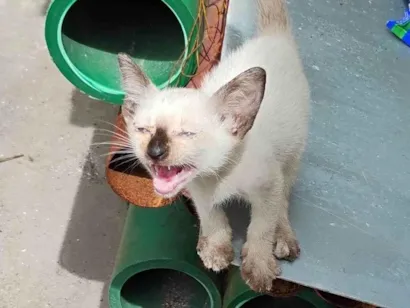 Gato raça SRD-ViraLata idade Abaixo de 2 meses nome não tem