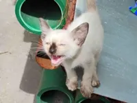 Gato ra a SRD-ViraLata idade Abaixo de 2 meses nome não tem