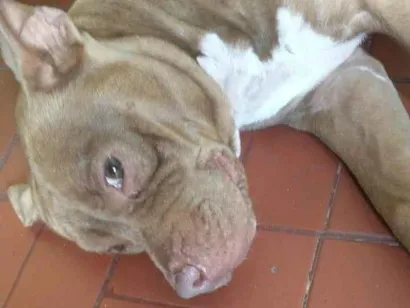 Cachorro raça Pit-Bull idade 7 a 11 meses nome Luna 
