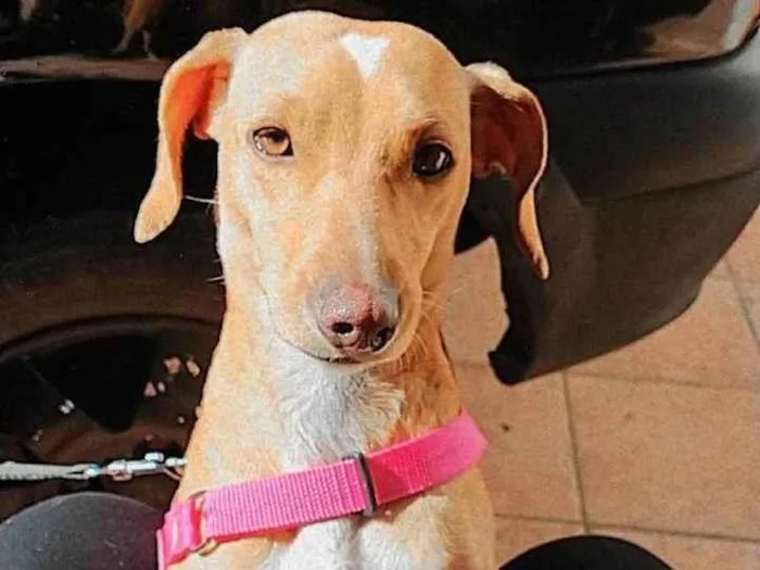 Cachorro ra a SRD-ViraLata idade 4 anos nome Magda