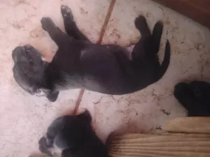 Cachorro ra a Fila idade 2 a 6 meses nome filhote 