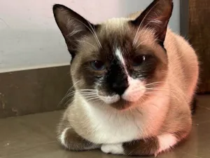 Gato raça Siamês idade 7 a 11 meses nome Mirtis 