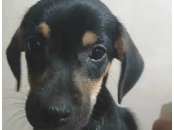 Cachorro ra a SRD-ViraLata idade 2 a 6 meses nome Sem nome