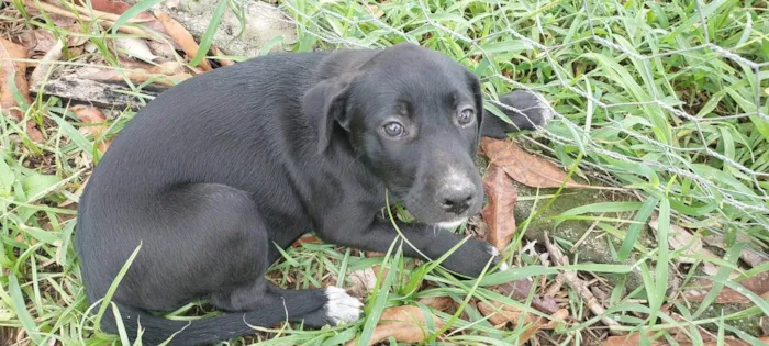 Cachorro ra a SRD-ViraLata idade 2 a 6 meses nome BYONCE