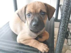 Cachorro ra a SRD-ViraLata idade 2 a 6 meses nome Sem nome 