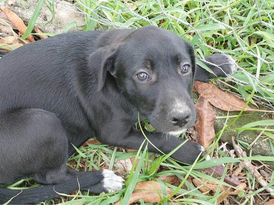 Cachorro raça SRD-ViraLata idade 2 a 6 meses nome BYONCE