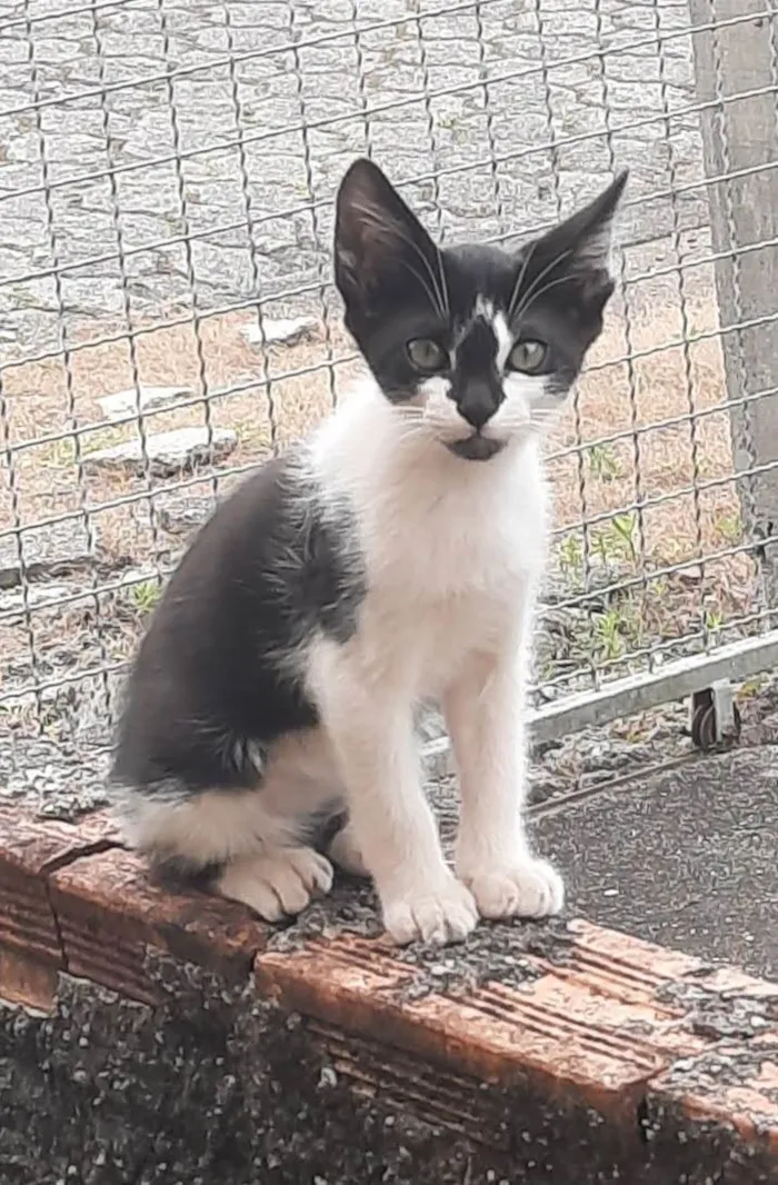 Cachorro ra a SRD-ViraLata idade 1 ano nome Bela e sandy