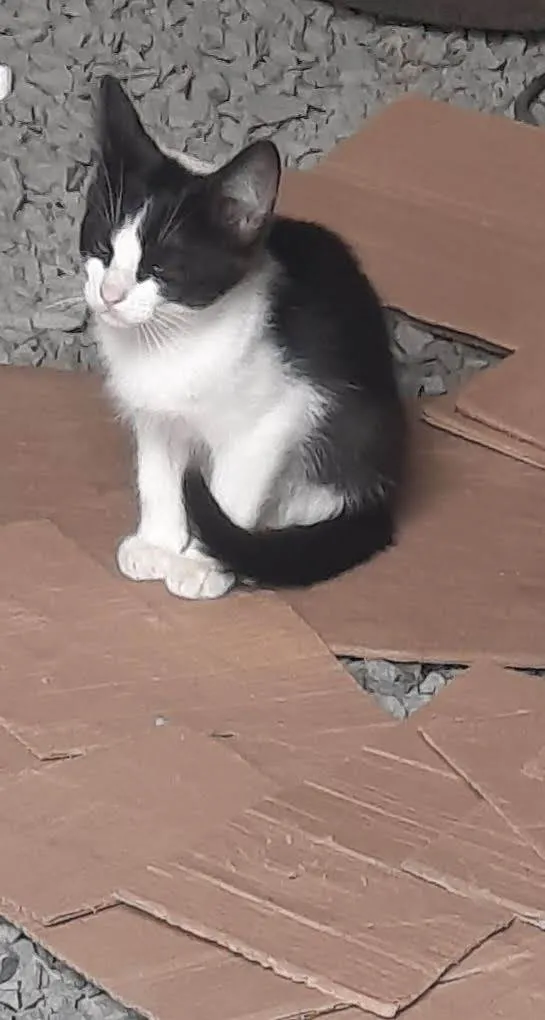 Cachorro ra a SRD-ViraLata idade 1 ano nome Bela e sandy