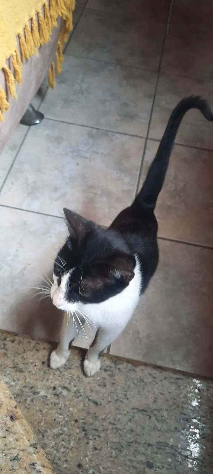 Gato ra a SRD-ViraLata idade 2 a 6 meses nome Sem nome