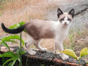 Gato ra a SRD-ViraLata idade 2 a 6 meses nome Sem nome