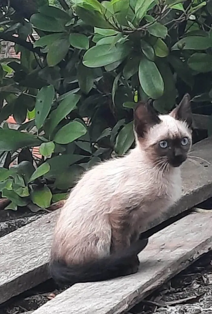 Gato ra a SRD-ViraLata idade 2 a 6 meses nome Sem nome