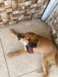 Cachorro ra a SRD-ViraLata idade 2 a 6 meses nome Marley 