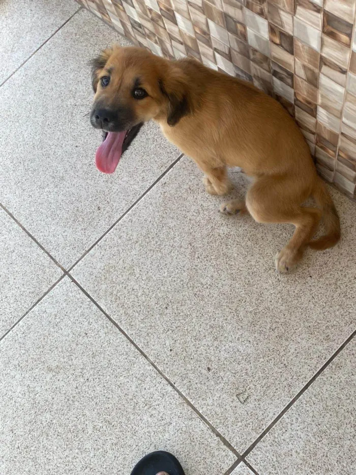 Cachorro ra a SRD-ViraLata idade 2 a 6 meses nome Marley 