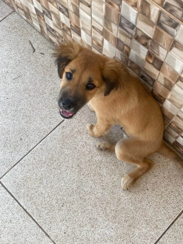 Cachorro ra a SRD-ViraLata idade 2 a 6 meses nome Marley 