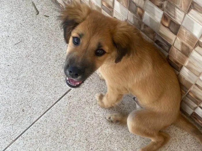 Cachorro raça SRD-ViraLata idade 2 a 6 meses nome Marley 