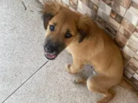 Cachorro ra a SRD-ViraLata idade 2 a 6 meses nome Marley 