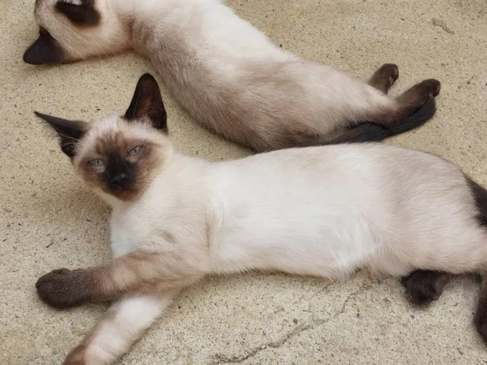 Gato ra a Siamês idade 2 a 6 meses nome JUJUBA