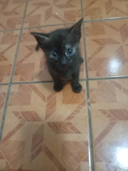 Karla Cristina Neto dos Reis 