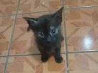 Gato ra a SRD-ViraLata idade 2 a 6 meses nome Karla Cristina Neto dos Reis 