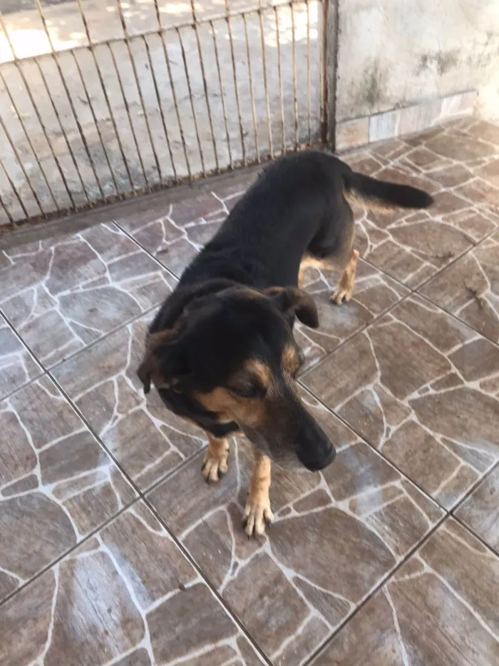 Cachorro ra a SRD-ViraLata idade 6 ou mais anos nome Negão 