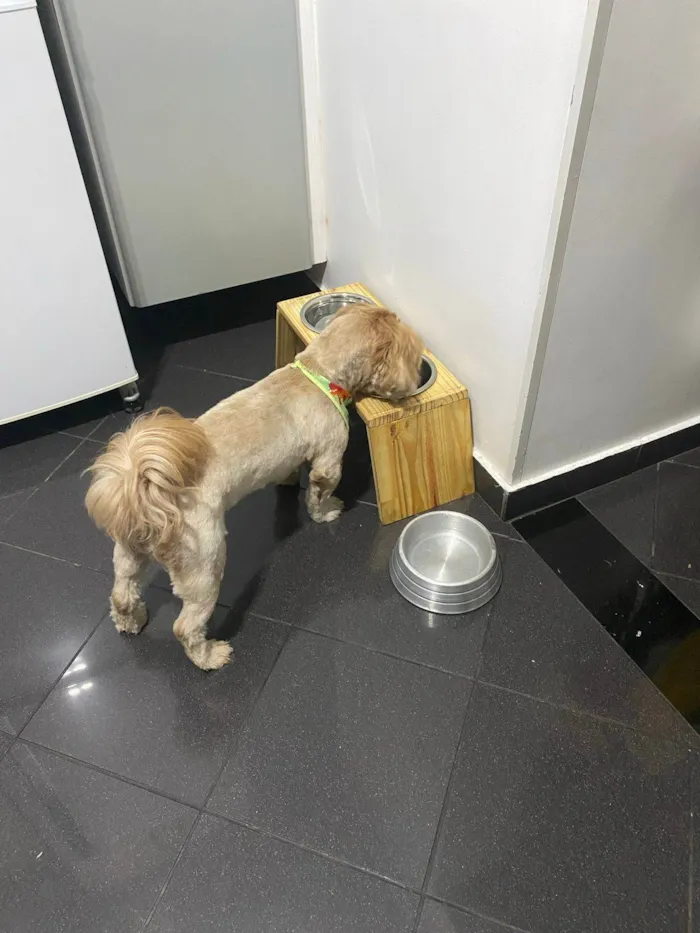 Cachorro ra a Shitzu idade 5 anos nome Billy