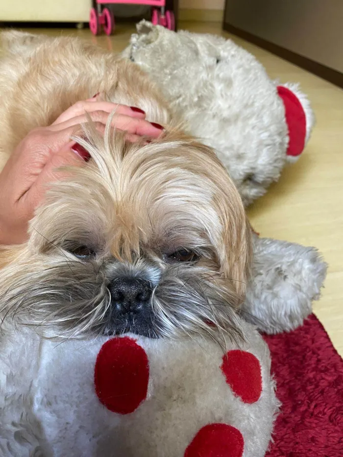 Cachorro ra a Shitzu idade 5 anos nome Billy