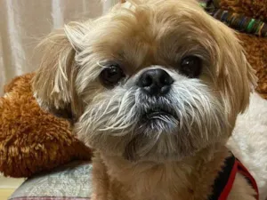 Cachorro ra a Shitzu idade 5 anos nome Billy