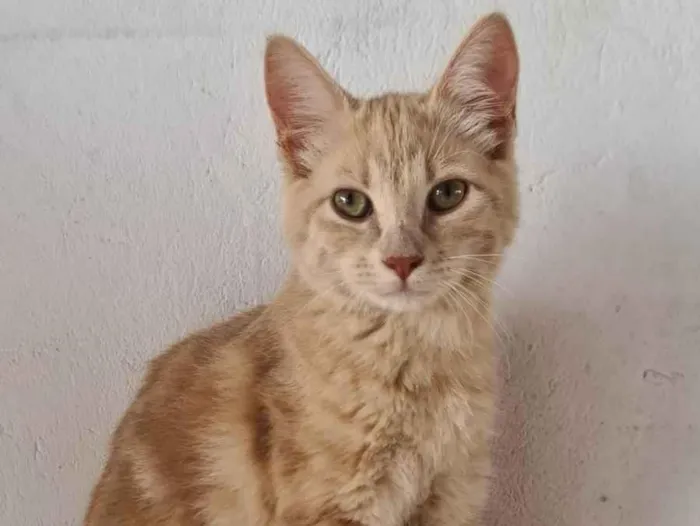 Gato ra a SRD-ViraLata idade 2 a 6 meses nome GARFIELD