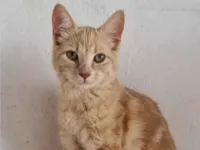 Gato ra a SRD-ViraLata idade 2 a 6 meses nome GARFIELD