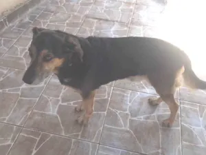 Cachorro raça SRD-ViraLata idade 6 ou mais anos nome Negão 